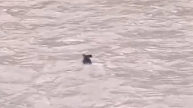 Tunceli’de fırtına yaban hayatını sarstı: Munzur Çayı’nda hayatta kalma mücadelesi