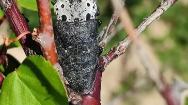 Salihli'de fidan dip kurdu tehdidi! Üreticilere acil uyarı yapıldı