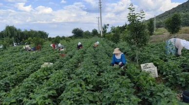 Bursanın ünlü Nazende fasulyesi hasada hazır başladı