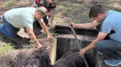 Muğla'da çukura düşen yabani at, ekiplerin hızlı müdahalesiyle kurtarıldı