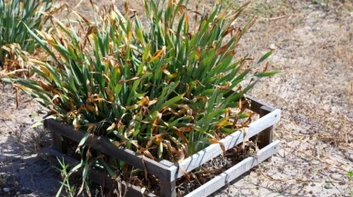 Bodrum'da nesli tükenen kum zambakları koruma altında