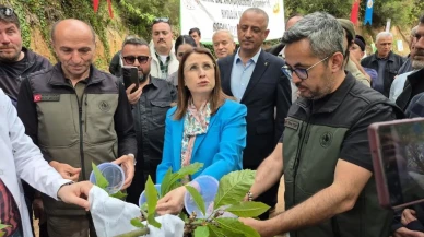 Terminatör böcekler Bartın'da devreye girdi! Kestaneler için savaş başladı