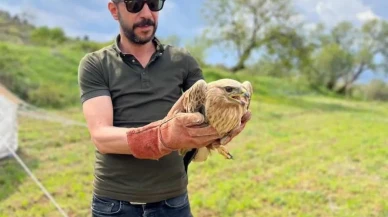 Elazığ'da yaralı halde bulunan şahin: Ekiplere teslim edildi