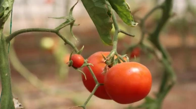 Şanlıurfa'da sebzeler hem sofraya hem de ekonomiye katkı sağlıyor