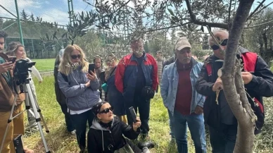 Balıkesir'de zeytin aşılama eğitimi: Çiftçiler ve öğrencilerden büyük ilgi