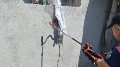 Çorum'da yılan paniği! İtfaiye ekipleri harekete geçti