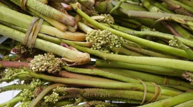 Güneydoğu'nun dağlarından gelen mucize: Işkın otunun sağlık ve lezzet sırları