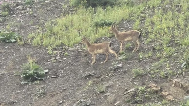 Hakkari’de dağ keçileri kara yoluna indi: Vatandaşlar ilgiyle izledi