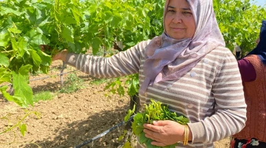 Manisalılar'ın üzüm yaprağı altın değeri: Ukrayna ve BAE sırada
