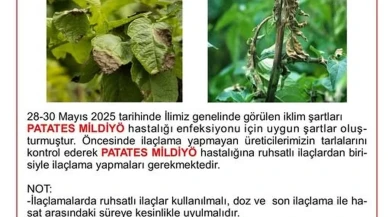 Niğde patates üreticileri mildiyö hastalığına karşı uyarıldı