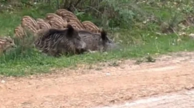 Çankırı'da fotokapanlarla belgelendi: Yaban domuzlarının su keyfi!