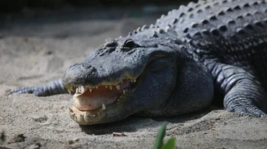 Bursa Hayvanat Bahçesi'nde 31 yaşındaki timsah baharın tadını çıkarıyor! Kış uykusundan uyandı