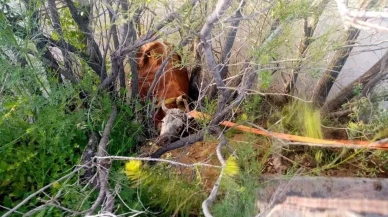 Nehir Kıyısına düşen inek kurtarıldı: erzincan'da itfaiye ekipleri seferber oldu