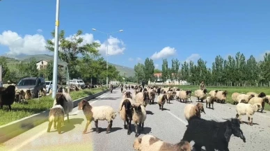 Muş'ta küçükbaş hayvan sürüleri: Trafiği tehlikeye düşürüyor