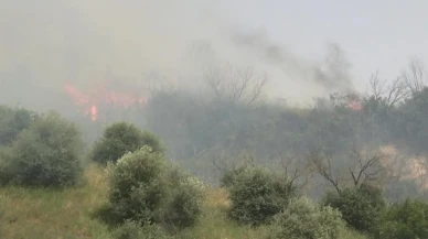 Çok geçmeden kontrol altına alındı: Aydın'daki yangında 20 dönüm alan zarar gördü