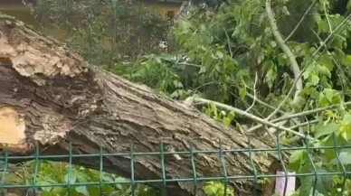Siirt'te fırtına ağaçları devirdi: Kurtulan olmadı tehlike devam ediyor
