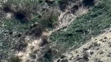 Yüksekova’da domuz sürüsü görüntülendi: Esendere beldesinde yaban hayvanları için yiyecek istediler