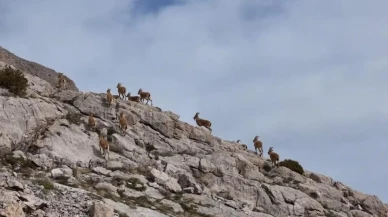 Kayalıkları mesken tutan yaban keçileri havadan görüntülendi: Erzincan'da doğanın nadide örnekleri drone ile görüntülendi
