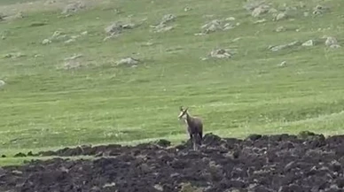 Ardahan'da nesli tehlikede olan çengel boynuzlu dağ keçisi görüntülendi