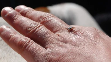 Erzurum'dan önemli uyarı: Kırım Kongo Kanamalı Ateşi'ne karşı nasıl korunmalıyız?