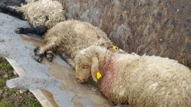 Erzincan'da kurt saldırısı: 15 kuzu telef, 30 kayıp! Arama çalışmaları sürüyor