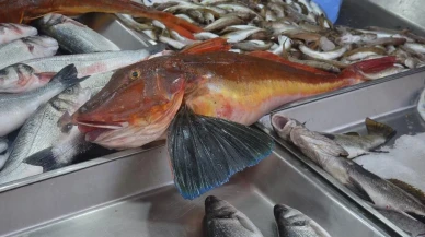 Sinop'ta şaşırtan olay: 5 kilogramlık dev kırlangıç balığı tezgahlarda