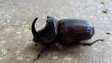 Dünyanın en güçlü böceği Manisa'nın Salihli ilçesinde bulundu