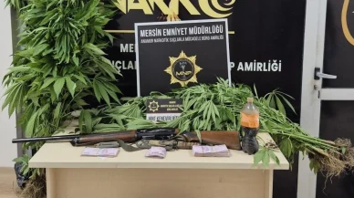 Anamur'da büyük uyuşturucu operasyonu: Bahçede yetiştirilen Hint kenevirine el konuldu