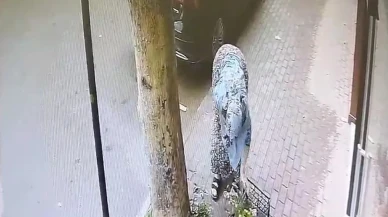 Bir Kasa çiçeği Böyle Götürdü: Hırsızlık Anı Kamerada