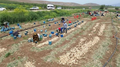 Hatay'da soğan hasadı sürüyor: Tarlada 8 TL, markette 30 TL