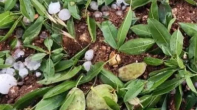 Adıyaman'da ceviz büyüklüğündeki dolu: Badem bahçelerine zarar verdi