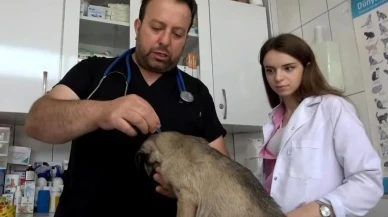 Kenelerin evcil hayvanlarla yayılmasına karşı uyarı: Bayburt'ta uzmanlardan kritik uyarı