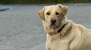 Sarıyer'deki banka alarmı paniği: Mahsur kalan 'Beyaz' köpeğin sahibi şokta