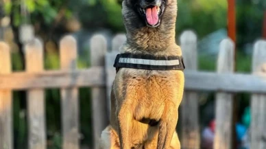 AKUT'un kahraman köpeği Bob hayata veda etti