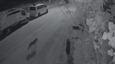 Elazığ'da aç kalan kurt şehir merkezine indi! Yaban hayvanları için önlemler