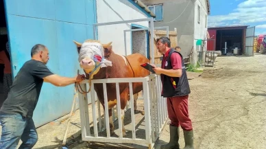 Kastamonu'dan İstanbul'a büyük kurbanlık hayvan sevkiyatı başladı