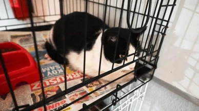 Kemer Belediyesi'nden sokak hayvanlarına dev destek: 210 kısırlaştırıldı, 48’i yuva buldu