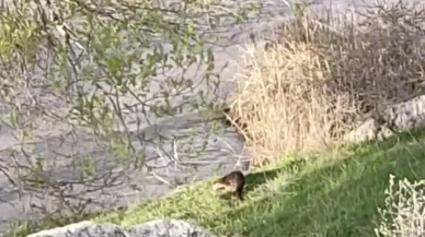 Aşkale'de su samuru görüntülendi: Nesli tehlike altındaki tür nehirde balık avlarken kameralara yansıdı