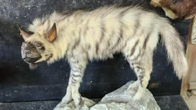 Adıyaman'daki ölü çizgili sırtlanın tahniti yapıldı! Doğal Sırtlan Müzesi ne zaman açılacak?