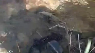 Tunceli'de nesli tükenme tehlikesi altındaki benekli semender görüntülendi