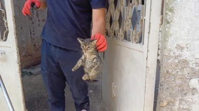 Aracın motoruna sıkışan yavru kedi kurtarıldı: Adana'da itfaiye ekipleri seferber oldu