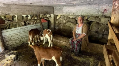 Şaşkınlık yaratan doğum: Artvin'de inek dördüz doğurdu, aile büyük sevinç yaşadı