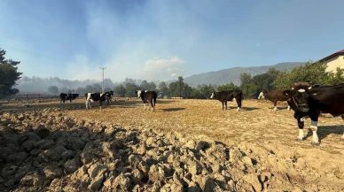 Kozan çiftçileri orman yangınında hayvanlarını kurtardı