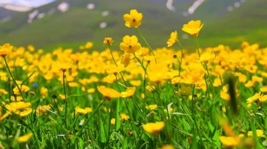 Bayburt Araklı yolunda sarıçiçekler doğayı süslüyor