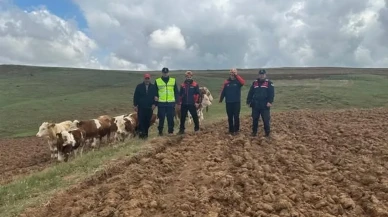 Sivasın kayıp büyükbaş hayvanları AFAD dronuyla kurtarıldı