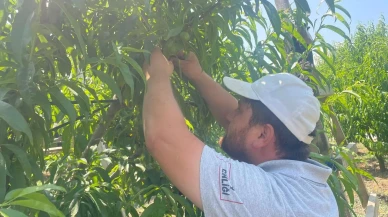 Bursa Gürsu meyve işçileri günde 1200 lira kazanıyor