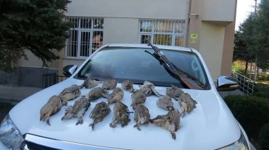 Kekliklerin azalması kene tehlikesini artırıyor