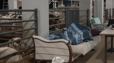 Bursada satıcılar kurbanlık koyunlarla birlikte nöbet tutuyor