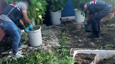 Sakarya Geyve kenevir bahçesinde jandarma operasyonu düzenlendi