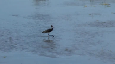 Nesli tükenen Kara leylek Kızılırmak nehrinde görüldü